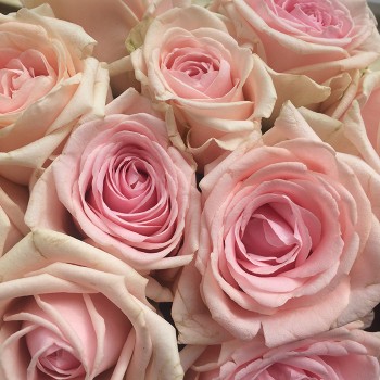 Роза "Lazise" 50-60 см (Импорт)