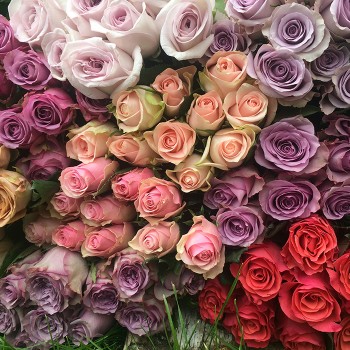 Роза "Pink Wedding" 50-60 см (Импорт)