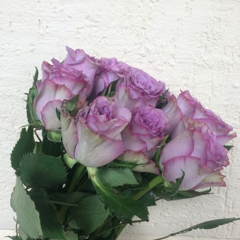 Роза "Dolcetto" 50-60 см (Импорт)