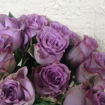 Роза "Dolcetto" 50-60 см (Импорт)