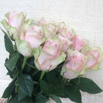 Роза "Pink Athena" 50-60 см (Импорт)