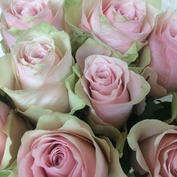 Роза "Pink Athena" 50-60 см (Импорт)