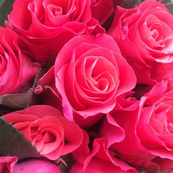 Роза "Pink Tacazzi" 50-60 см (Импорт)