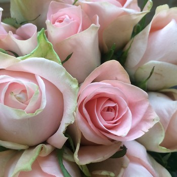 Роза "Pink Wedding" 50-60 см (Импорт)