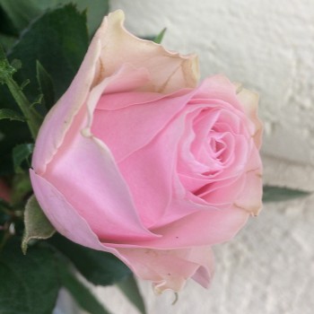 Роза "Celeb" 50-60 см (Импорт)