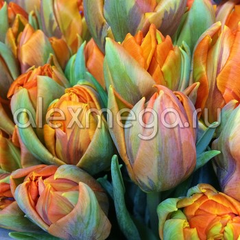 Тюльпаны Orange-Princess (ЕС, Россия) в упаковке 15 шт. Цена за 1 упаковку.