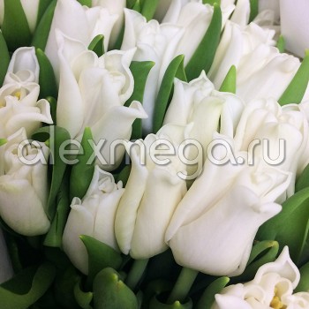 Тюльпаны White Liberstar (ЕС, Россия) в упаковке 15 шт. Цена за 1 упаковку.