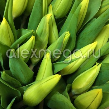 Тюльпаны (ЕС, Россия) в упаковке 15 шт. Цена за 1 упаковку