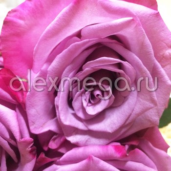Роза "Moody Blue" 50-60 см (Импорт)