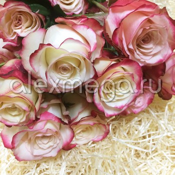 Роза "Sweetness" 50-60 см (Импорт)