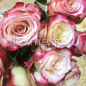 Роза "Sweetness" 50-60 см (Импорт)