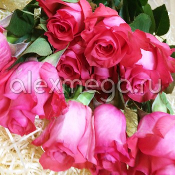 Роза "Attache" 70-90 см (Импорт)