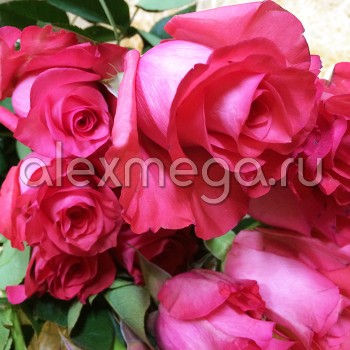 Роза "Attache" 70-90 см (Импорт)