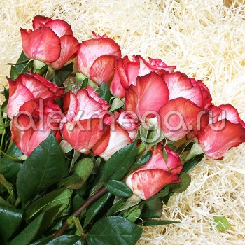 Роза "High & Twinkle" 70-90 см (Импорт)