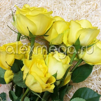 Роза 70-90 см Latina