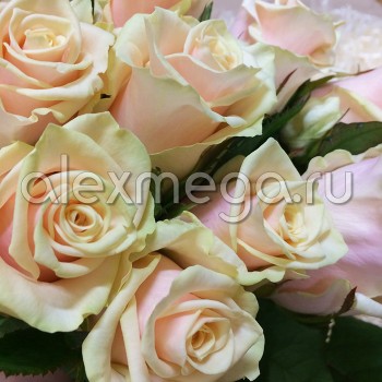 Роза 50-60 см (Россия)