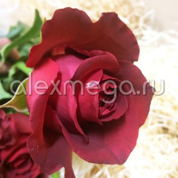 Роза "Matilda" 50-60 см (Импорт)