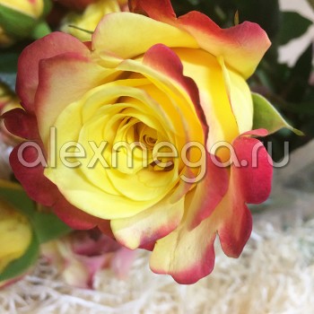 Роза "Hot Merengue" 50-60 см (Импорт)