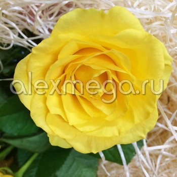 Роза 30-40 см (Россия)
