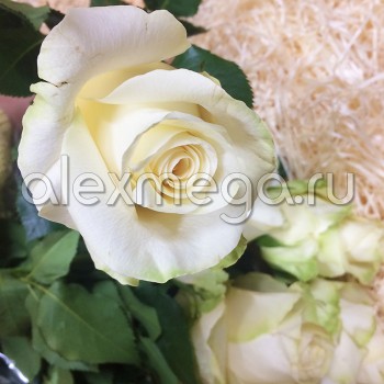 Роза 50-60 см "Sublime"