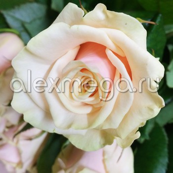Роза 50-60 см (Россия)