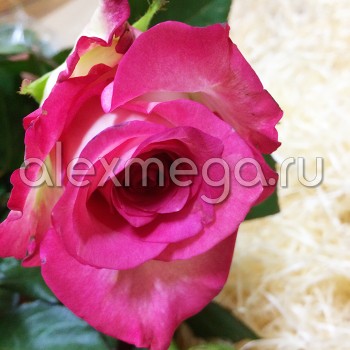 Роза "Carousel" 70-90 см (Импорт)