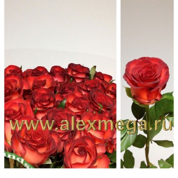 Роза импортная 70-90 см. 15 шт.
