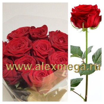 Российская роза 50-60 см.