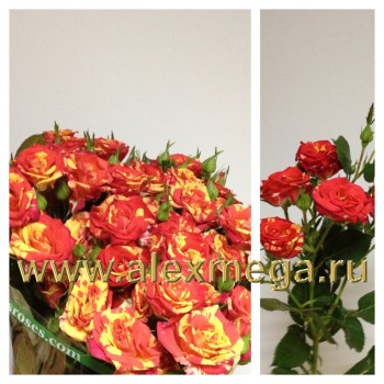 Кустовая роза  40-50 см.