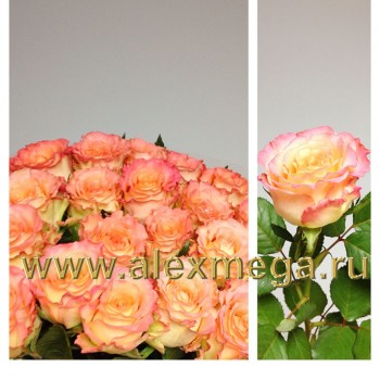 Роза импортная 70-90 см. 15 шт.