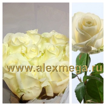 Роза Российская Авеланж (Avalange) 10 шт. 50-60 см.  