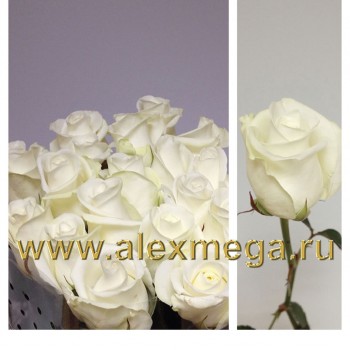 Роза импортная Акито (Akito) 20 шт. ,  50-60 см. 