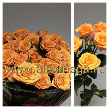 Кустовая роза  40-50 см.