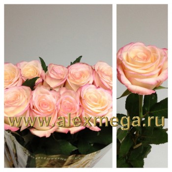 Роза импортная АМАРЕНА (Amarena) 10 шт. 70-90 см. 15 шт.