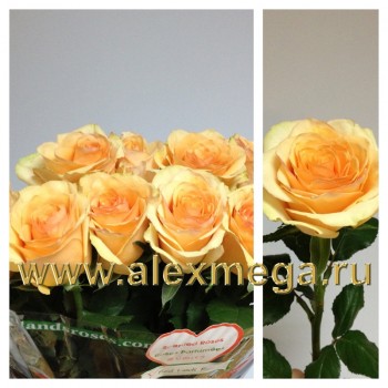 Роза импортная СИНАМОН (Cinamon) 70-90 см. 15 шт.