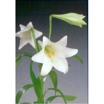 Лилия лонгифлорум White-Europe