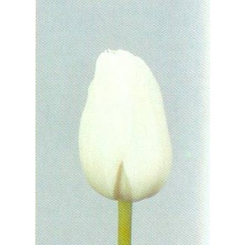 Тюльпаны Inzell (ЕС, Россия), в упаковке 15 шт. Цена за 1 упаковку.