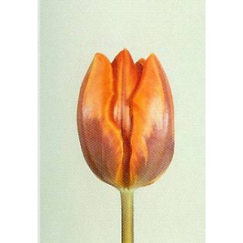 Тюльпаны Prinses-Irene (ЕС, Россия) упаковке 15 шт. Цена за 1 упаковку.