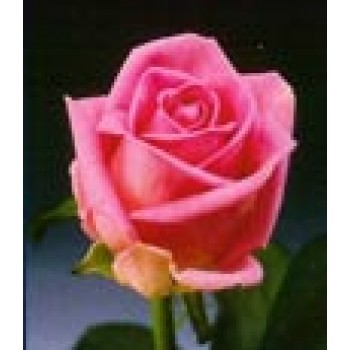 Роза Ремини 50-60 см. 20 шт. импортная 15 шт.