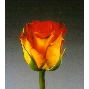 Роза импортная Хай Меджик 40 см. 15 шт.