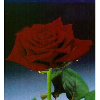 Роза импортная Гранд Прикс 70-90 см. 20 шт.