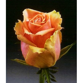 Роза импортная KING-KONG 70-90 см 15 шт.