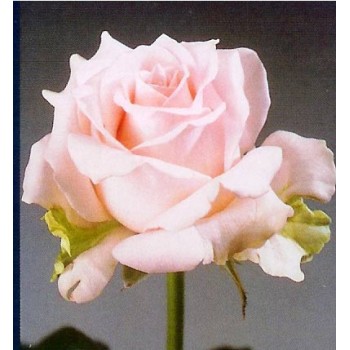 Роза импортная 70-90 см 15 шт.