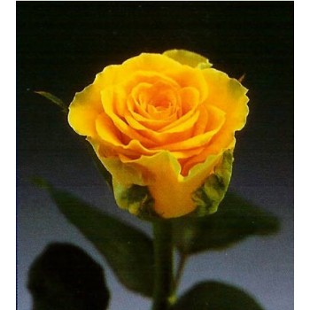 Роза импортная VIVA 50-60 см 15 шт.