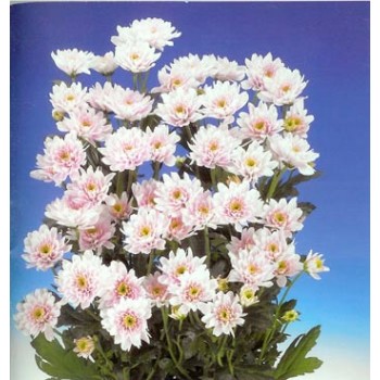 Хризантема кустовая Euro-Pink