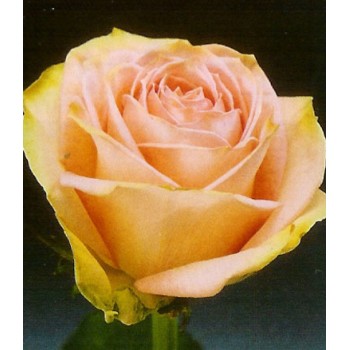 Роза импортная Эсперанс 70-90 см. 15 шт.