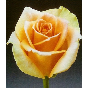 Роза  импортная Версилия 70-90 см 15 шт.