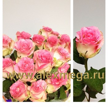 Роза МАЛИБУ ( Malibu) 50-60 см. 15 шт. импортная