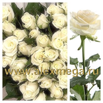 Российская роза 70-90 см.