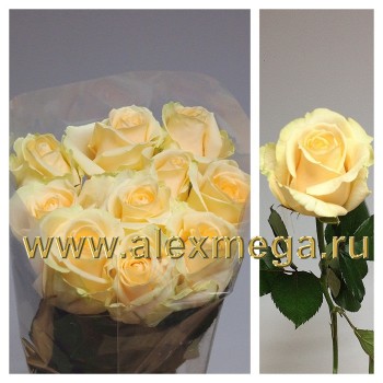 Российская роза 40 см.
